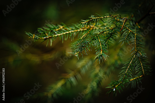 Pine needles with dewdrops
