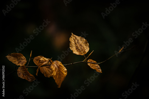 Autumn leaves on black background
