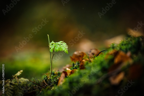 moss on the tree