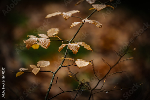 Autumn leaves in forest