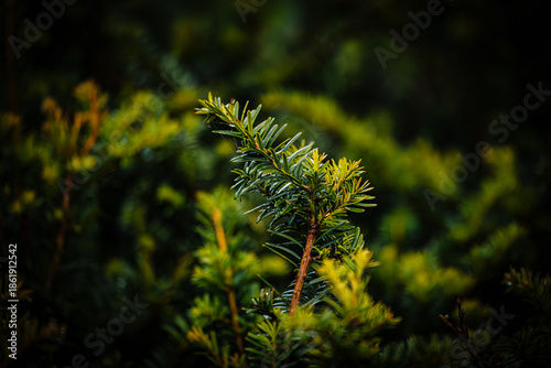 Conifer in the forest