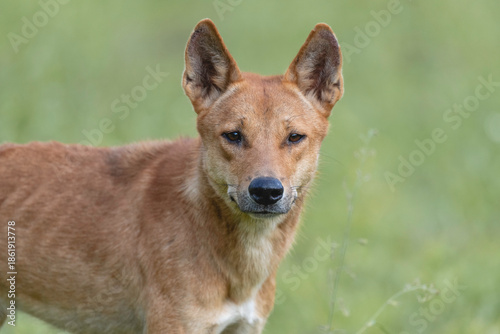Foto Australian dingo