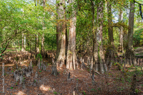 Big Thicket National Preserve, Texas, USA
