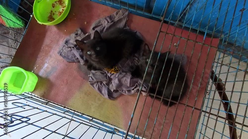 Overhead shot clip of two pet black kittens looking up. Videography of pets in quarantine due to illness at an animal shelter in 4K HD resolution.