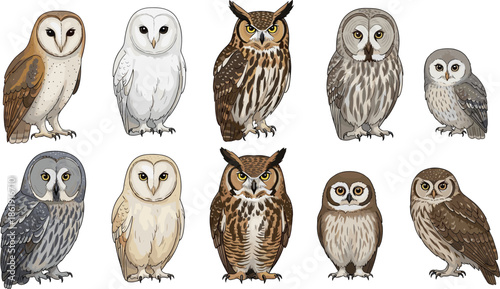 Detailed owl illustration collection featuring various species like barn owl and horned owl for wildlife education nature design and ornithology