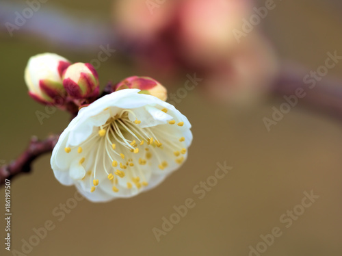 12月に美しく咲いた白い梅