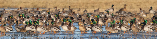 Large flock of mallard ducks - Anas platyrhynchos standing on ice on shallow wetland water at Warta Mouth National Park, Poland with green-headed males and brown females in natural marsh landscape.