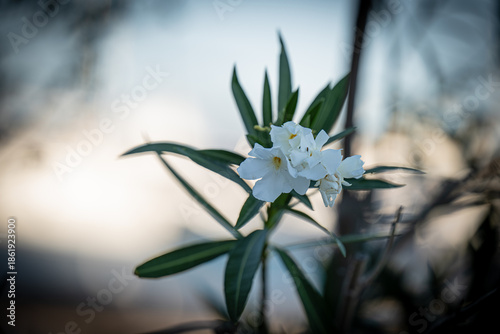 Beautiful white oleander flower blooming in a bright mediterranean garden