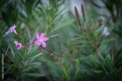 Beautiful pink oleander flowers blooming in a lush green mediterranean garden