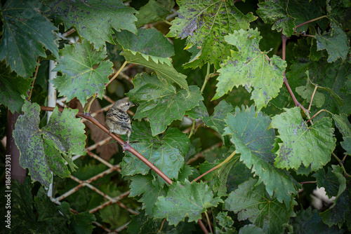 leaves of grapes
