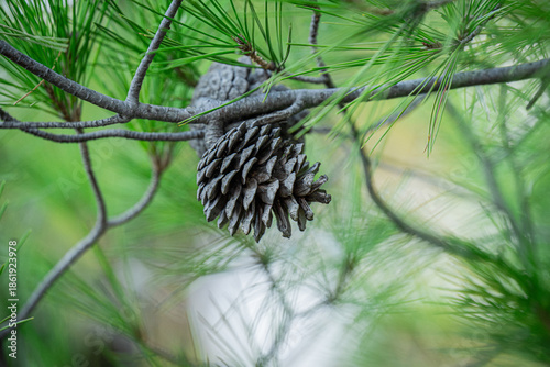 pine cones on a tree
