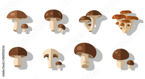 Collection of various brown mushrooms in flat graphic vector design style.