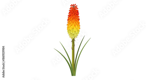 A delicate cluster of small white flowers with green leaves.