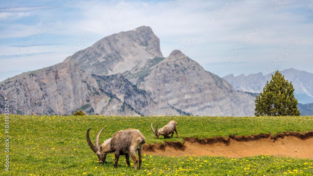 Fototapeta premium Male ibex near a pond opposite Grand Veymont, Vercors, France