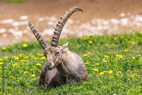 male ibex in a flowery field, Vercors, France