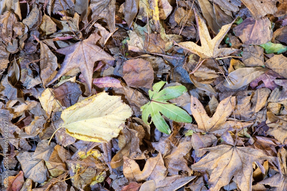 Obraz premium Dead Fall season leaves scattered on ground Mulberry Maple tree foliage. 