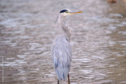 Grey Heron Standing in Shallow Water