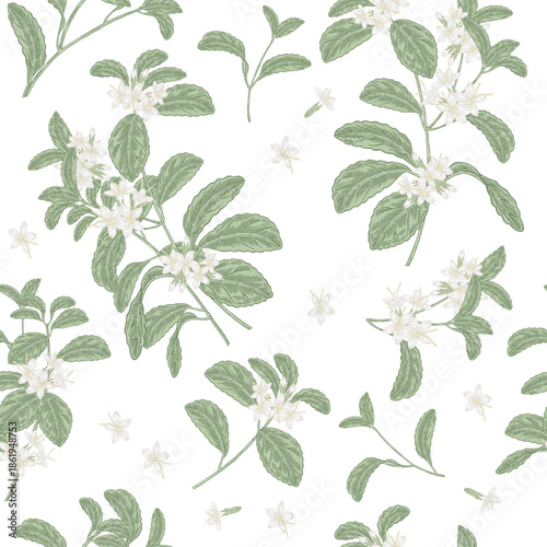 Stevia seamless pattern. Hand drawn Stevia plant with flowers. Vector illustration in sketch style.