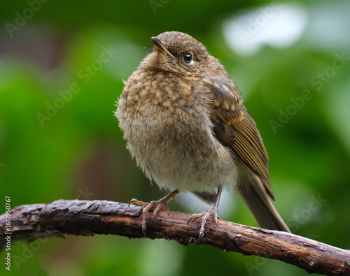 The European robin, known simply as the robin or robin redbreast in the British Isles, is a small insectivorous passerine bird that belongs to the Old World flycatcher family Muscicapidae. 