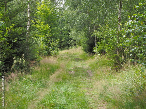 Nature reserve - take a walk through the forest