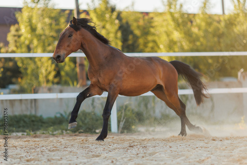 Running brown horse walk