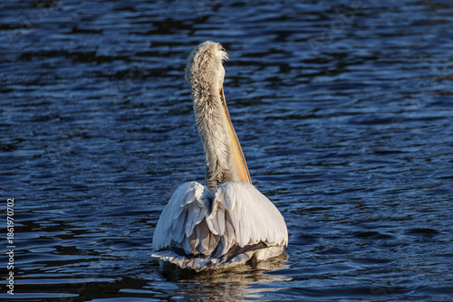 Pelikan im Münsterland