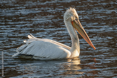 Pelikan im Münsterland