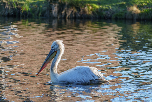 Pelikan im Münsterland