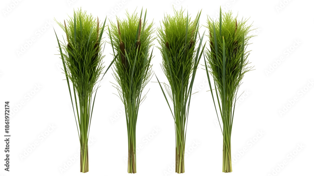 Obraz premium Three green wheat or grass stalks isolated on transparent background