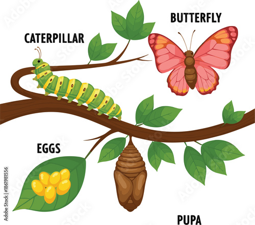 Butterfly life cycle illustration showing eggs, caterpillar, pupa, and adult stages, educational biology diagram for kids learning, nature studies, and insect development concepts