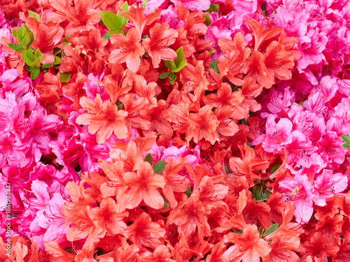 Royal azaleas in bloom in spring