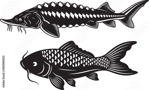 A vintage black and white illustration depicting two different species of fish