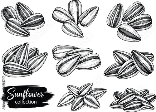 Hand-drawn collection of sunflower seeds on a white background
