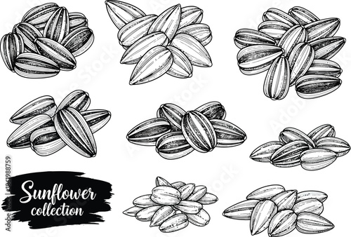 Collection of sunflower seeds in a detailed ink drawing style