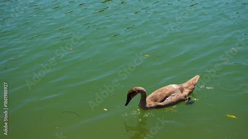 Maribor, Slovenia - August 9, 2025: A brown juvenile swan glides across the green-tinted surface of the Drava River in Maribor, Slovenia.