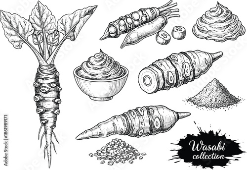 Wasabi plant, root, paste and powder collection in a vintage sketch style