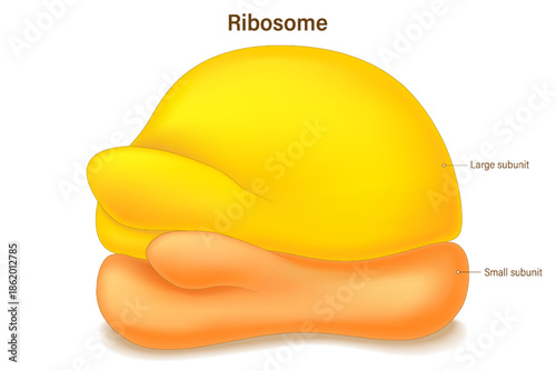 Ribosome structure. Anatomy of ribosome. Large subunit and Small subunit. Protein factories in the cell.