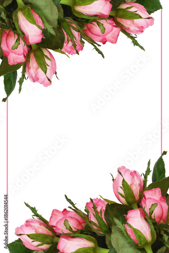 Bouquet of pink rose flower...
