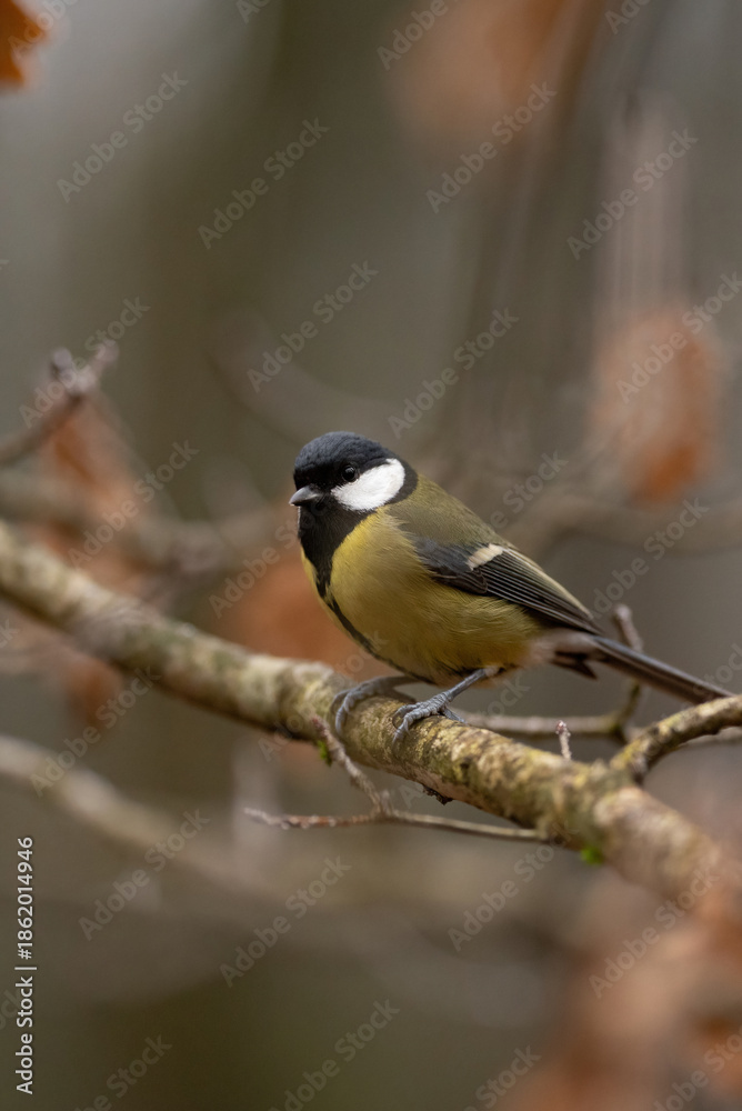 Fototapeta premium A small Great Tit, with black head and yellow body, is sitting on a thin tree branch in a forest. The background has a blurry, natural setting