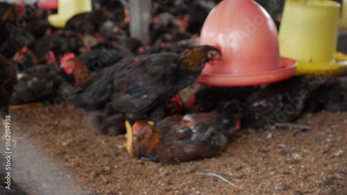 Wallpaper Mural Close view of chickens behind mesh wire as they move through a confined enclosure, restricted movement highlighting ethical concerns of large scale farming. Livestock confinement. Torontodigital.ca