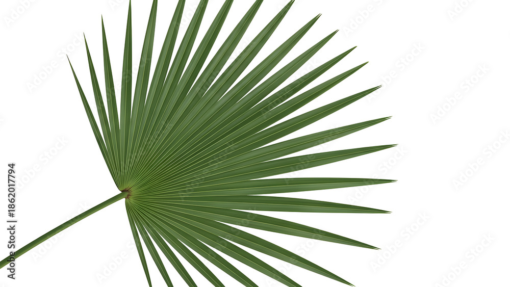 Fototapeta premium Close up of a green palm leaf against a black background