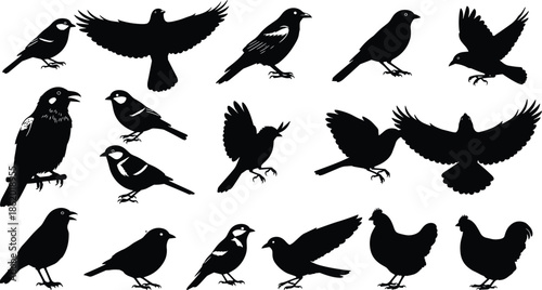 Silhouette collection of different bird species in flying and standing poses, wildlife animal shapes vector illustration set for design