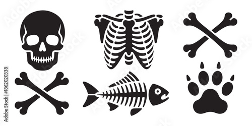 set of human bones and animal skeletons on a white background