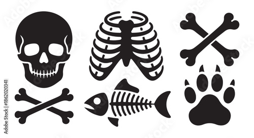 collection of black and white anatomical skeletons and bones illustrations
