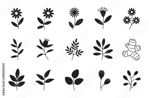 Collection of botanical illustrations featuring flowers leaves and ginger root for natural health and wellness themes