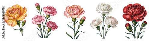 Classic botanical illustration featuring carnation flower arrangements in pink, red, white, and yellow tones on transparent background. January Birth month flowers set