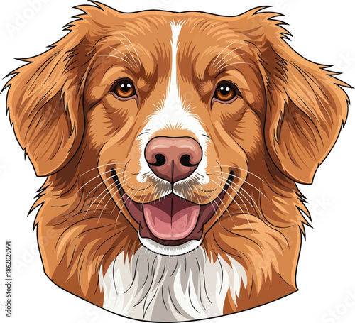 Nova Scotia Duck Tolling Retriever dog smiling face headshot portrait
