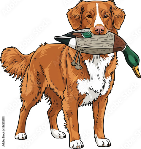 Nova Scotia Duck Tolling Retriever dog standing holding duck dummy pose