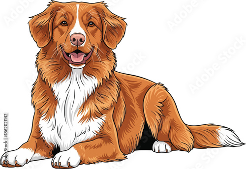 Nova Scotia Duck Tolling Retriever dog lying down relaxed smiling pose