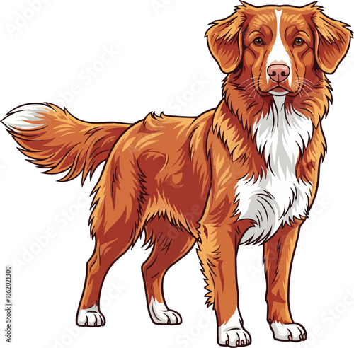 Nova Scotia Duck Tolling Retriever dog standing alert facing front pose